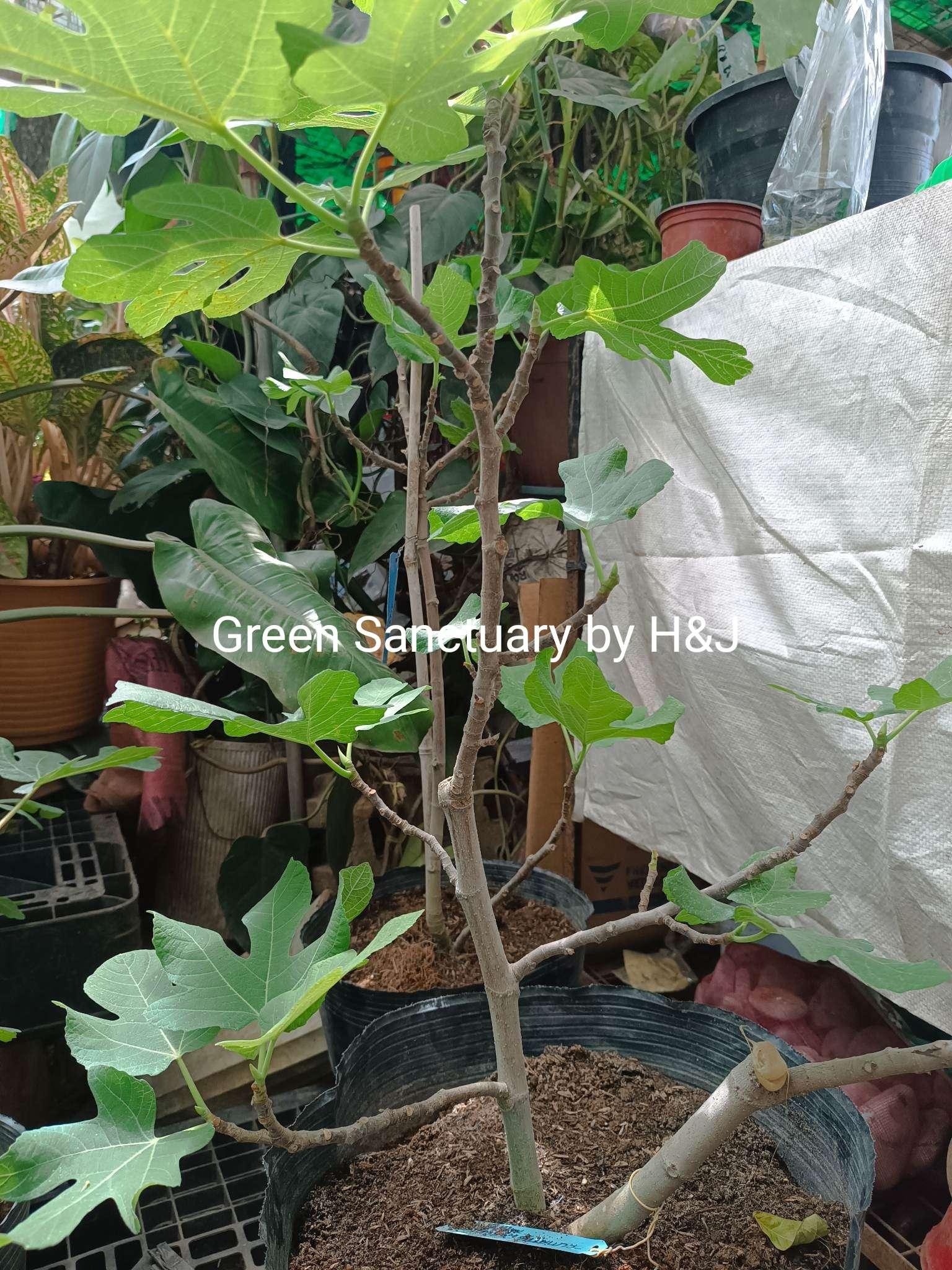 Fig Tree