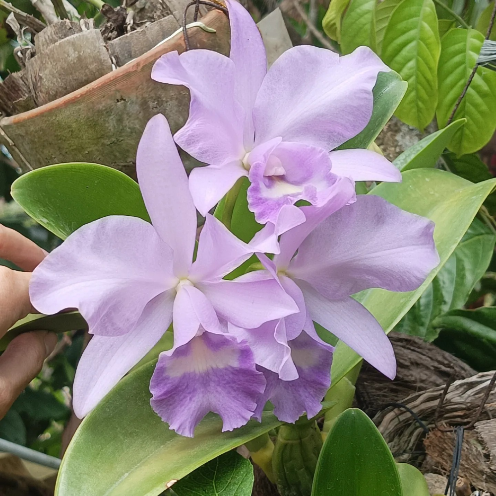 Cattleya Purple 