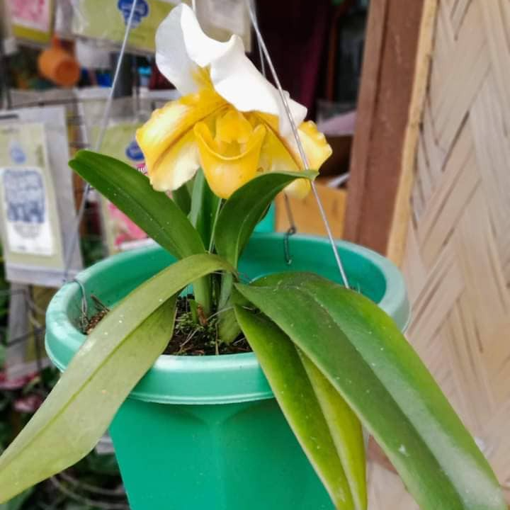 Lady Slipper (Green-Yellow)