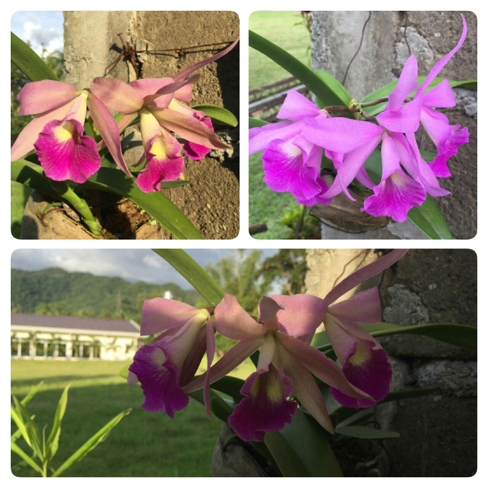 Cattleya
