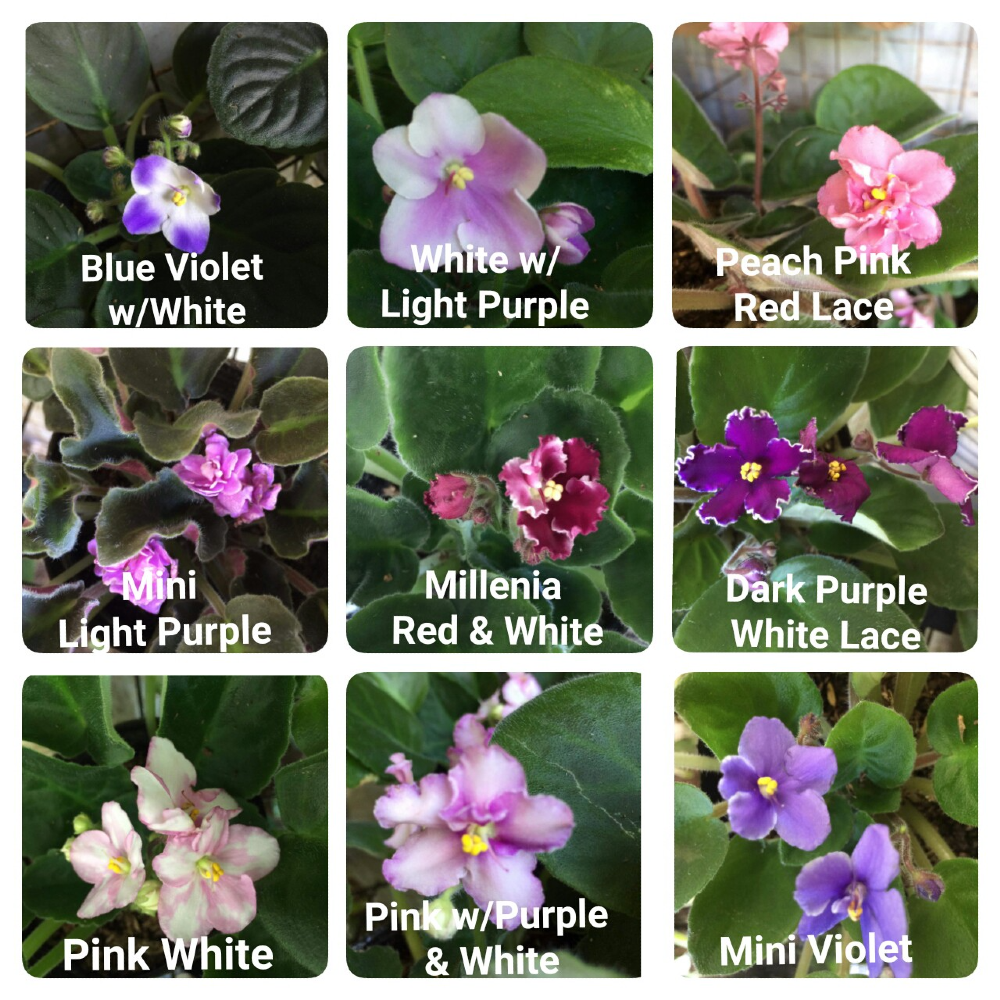 Av's/African Violet 