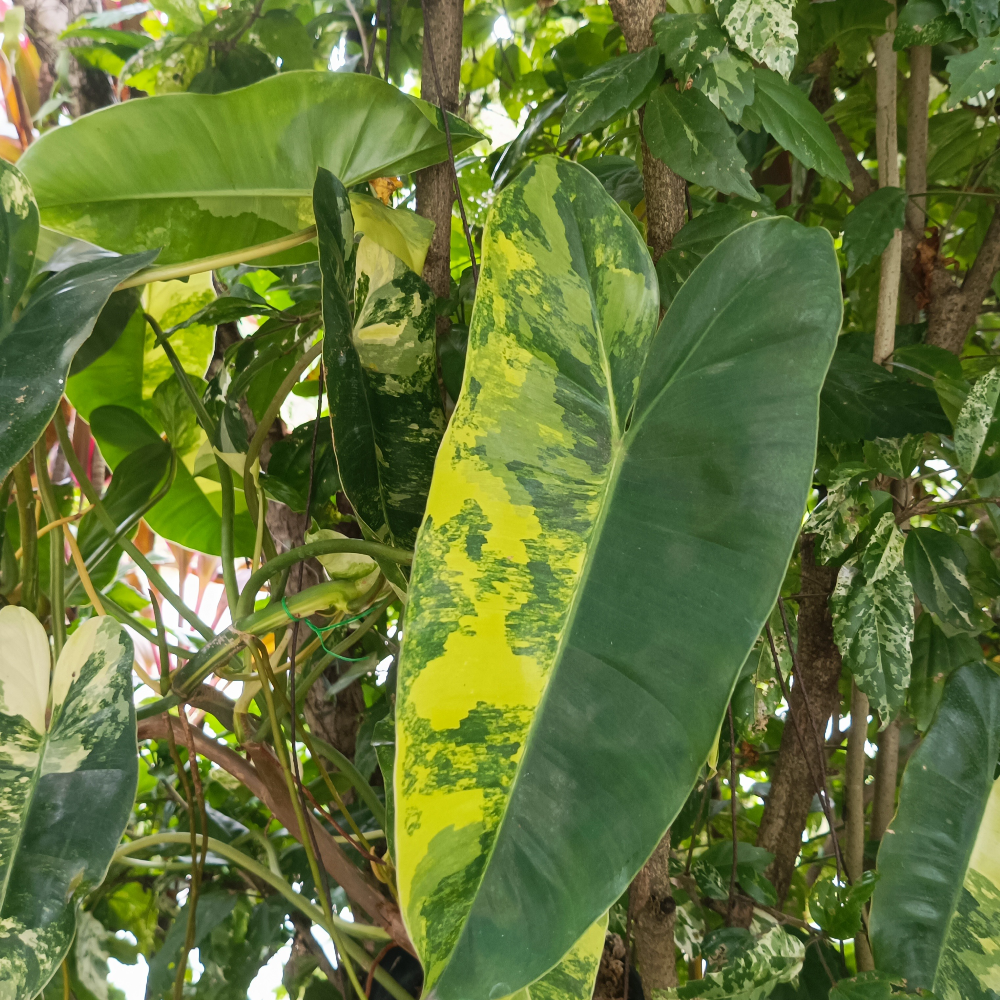 Burle Marx