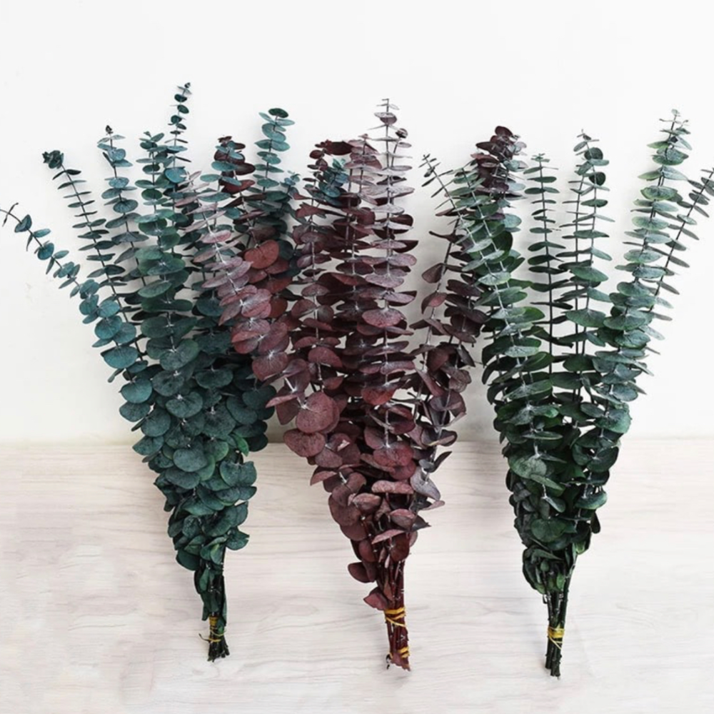 Eucalyptus (Dried Flowers)