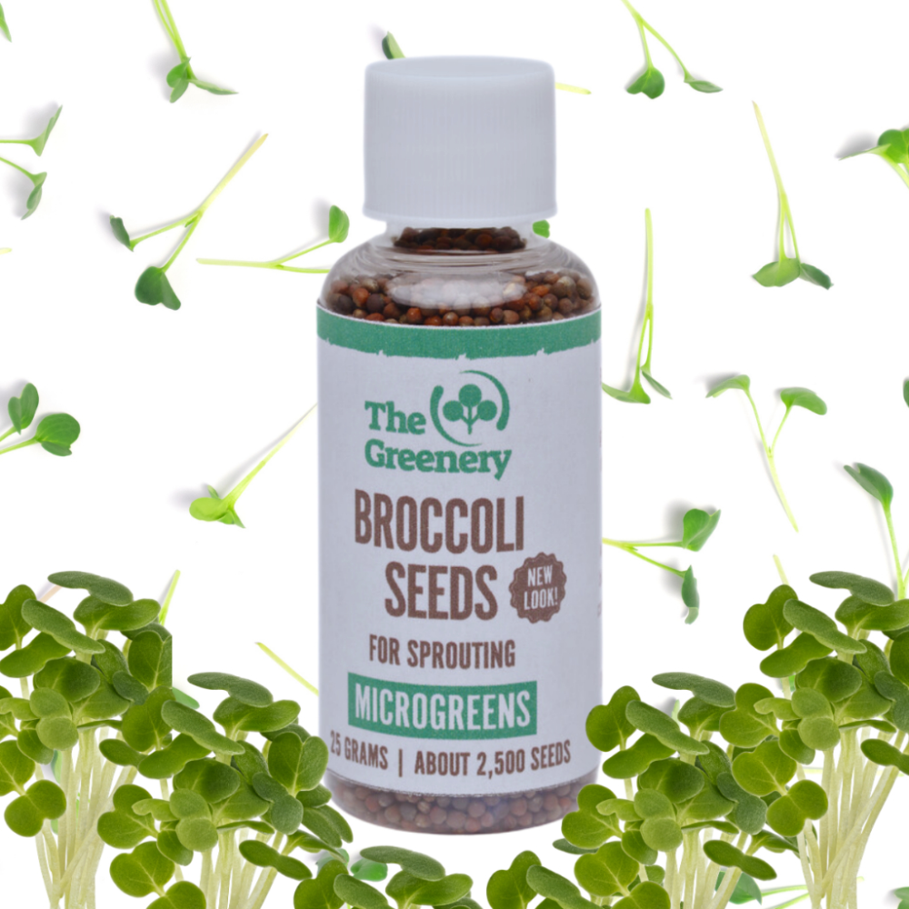 Broccoli | Sprouting Microgreen Seeds