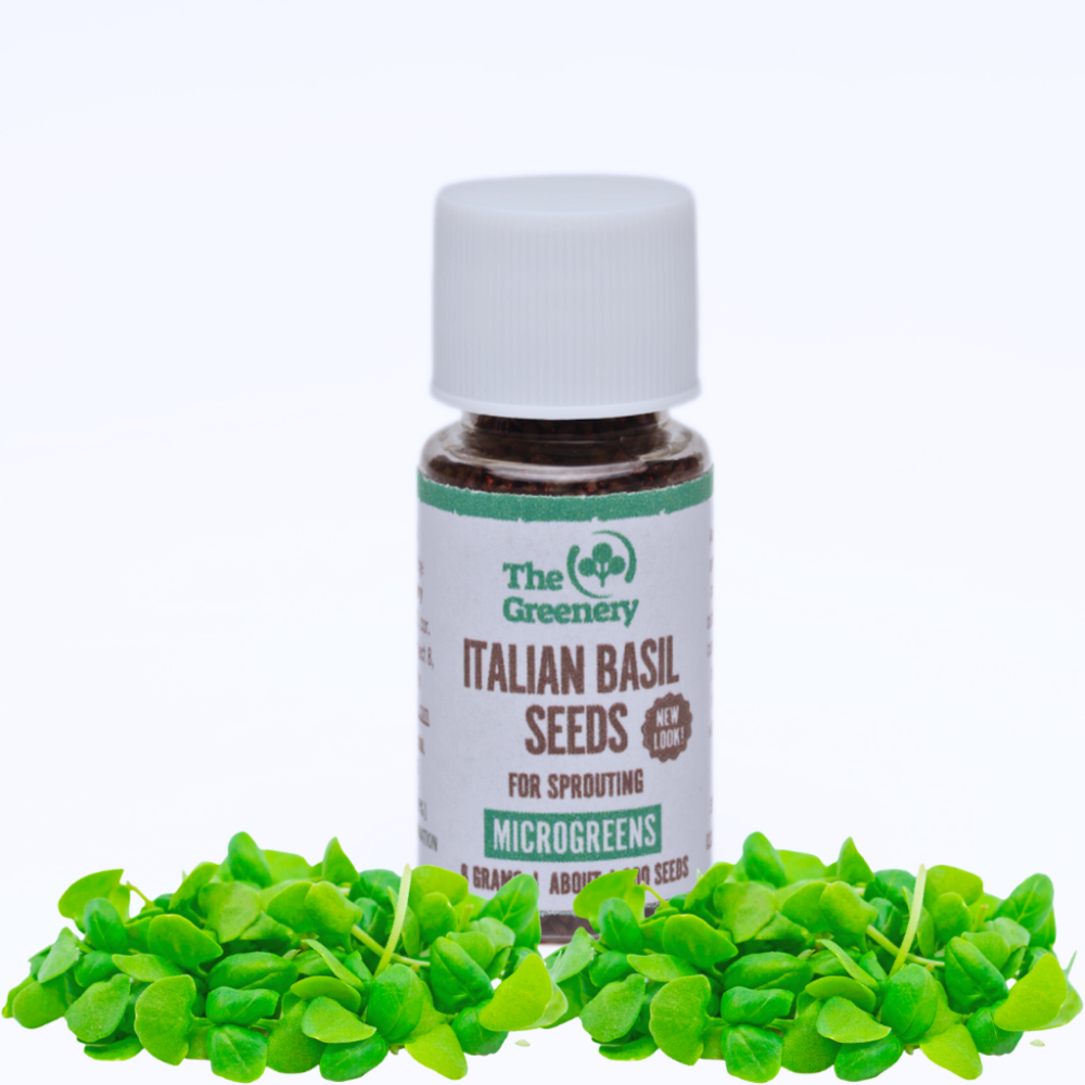 Italian Basil Seeds | For Sprouting | Microgreens