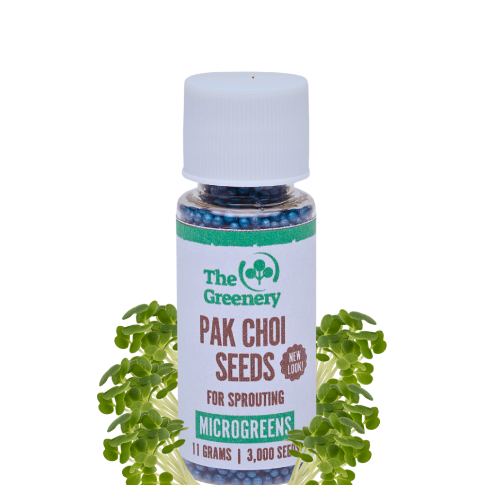Pak Choi Microgreens Sprouting Seeds