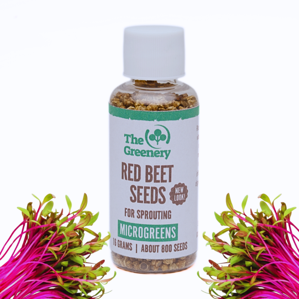 Red Beet | Microgreens Sprout Seeds