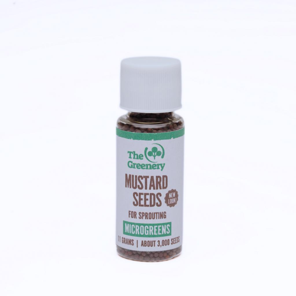 Mustard Seeds for Sprouting | Microgreens