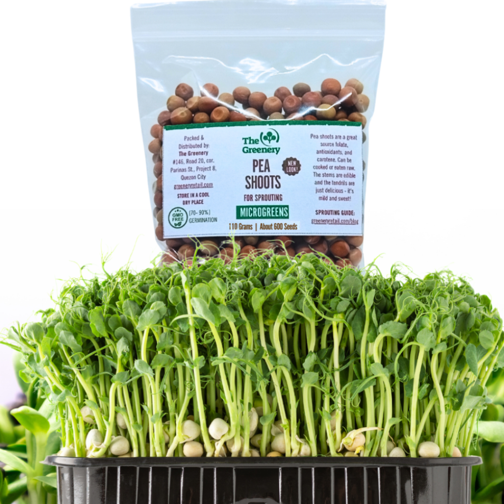 Peashoots Microgreens Seeds | For Sprouting