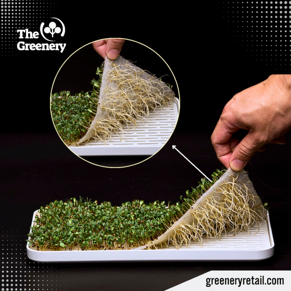 Complete Microgreens Sprouting Set