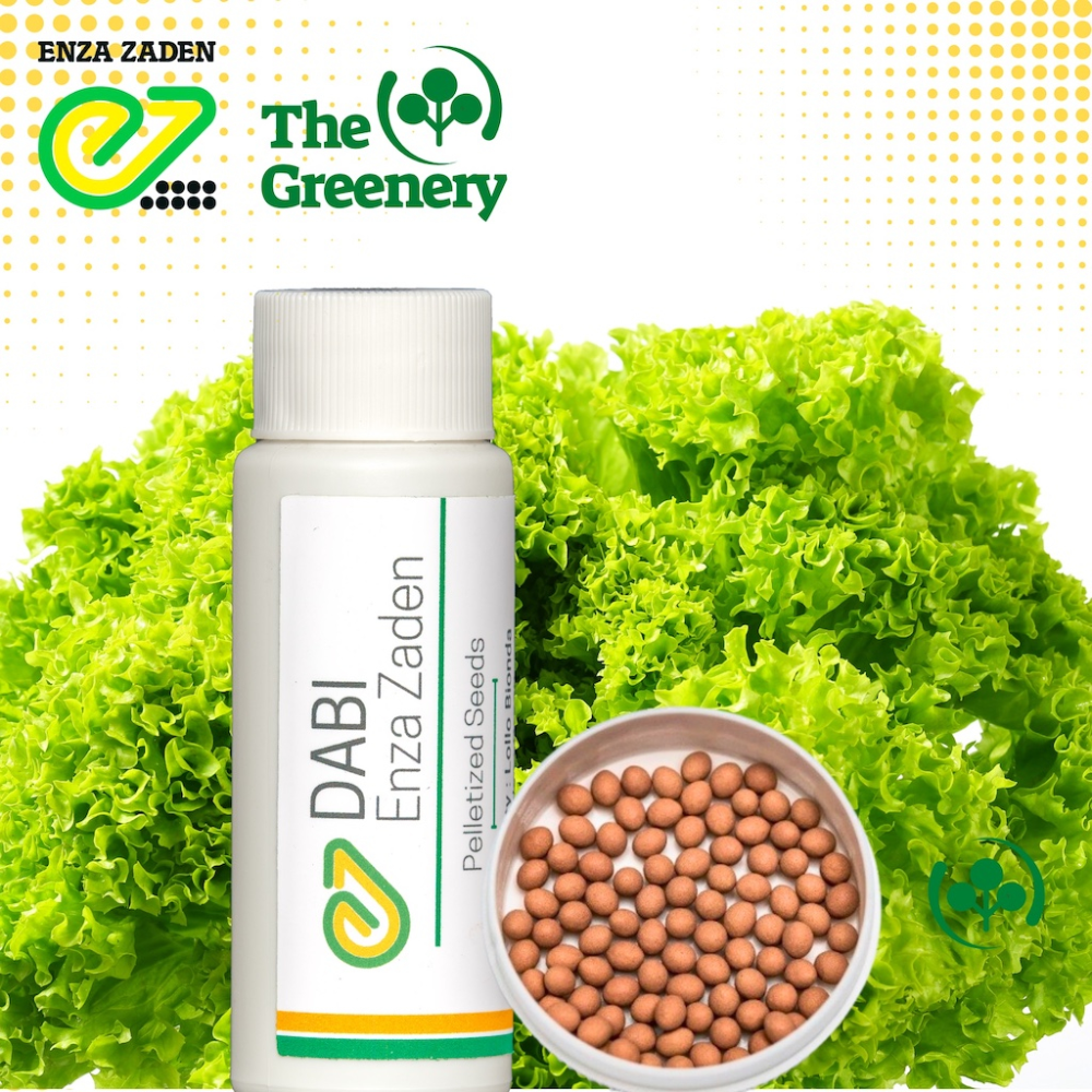 Dabi by Enza Zaden|Classic Lollo Bionda Lettuce Seeds