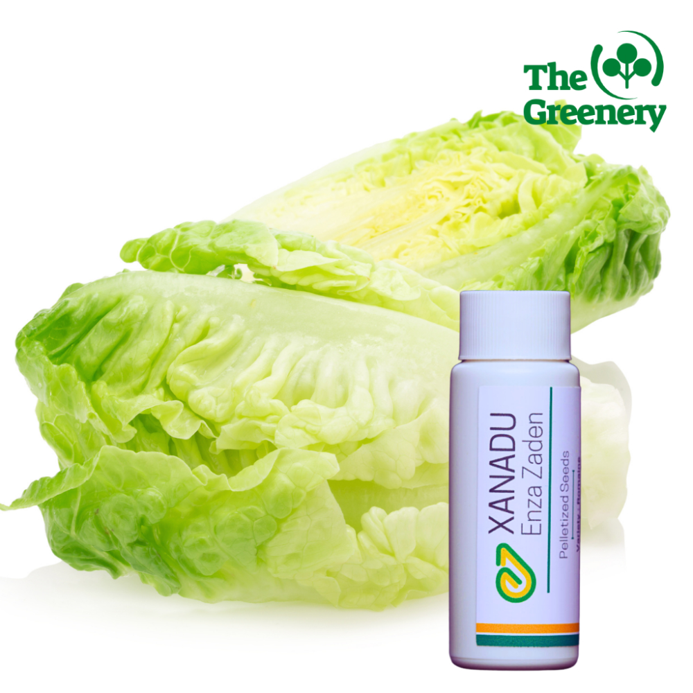 Xanadu by Enza Zaden | Mini-Romaine Lettuce Seeds