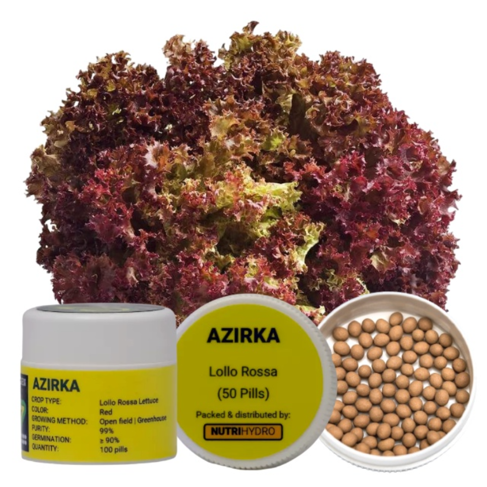 Azirka|Lollo Rossa Red Lettuce Seeds|by Enza Zaden