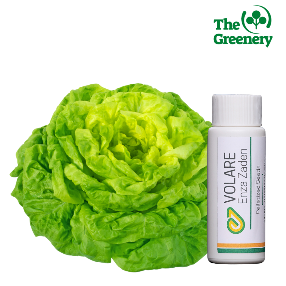 Volare by Enza Zaden|Butterhead Lettuce seeds