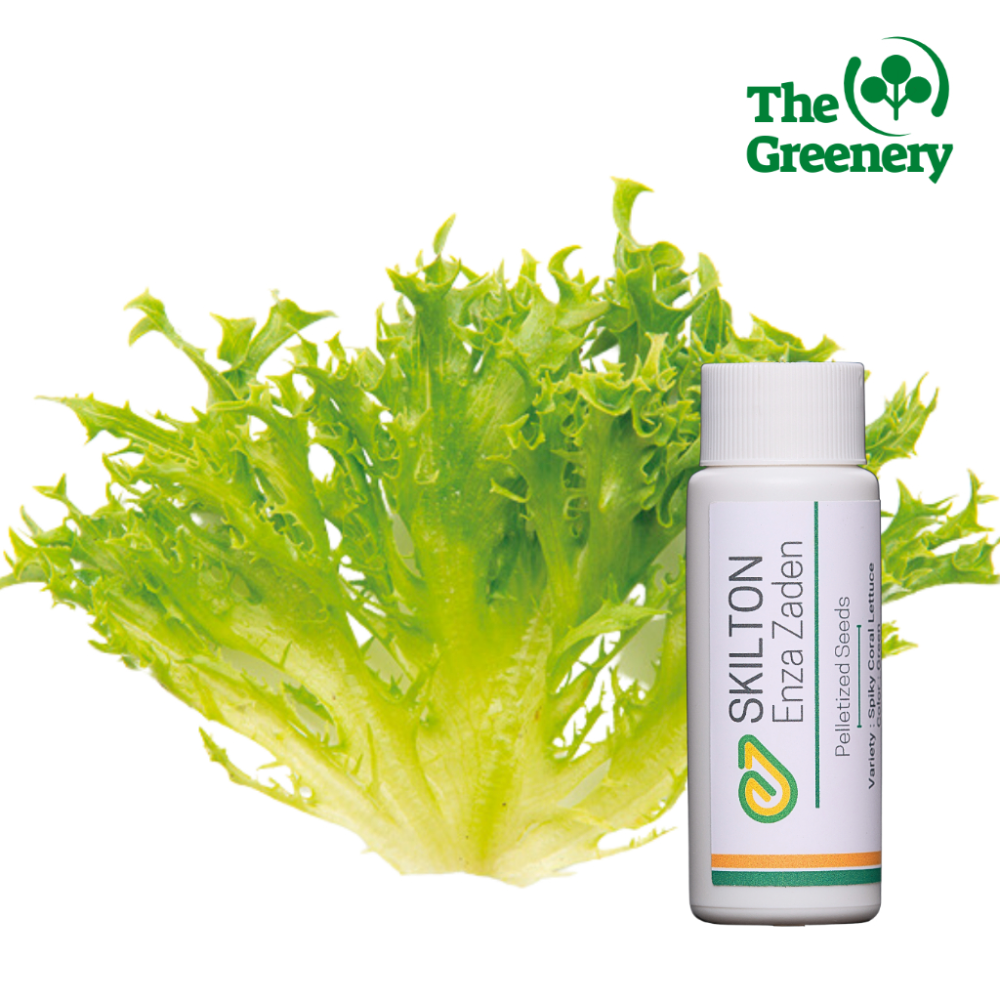 Skilton by Enza Zaden|Pelleted Eazy Leaf Lettuce Seeds