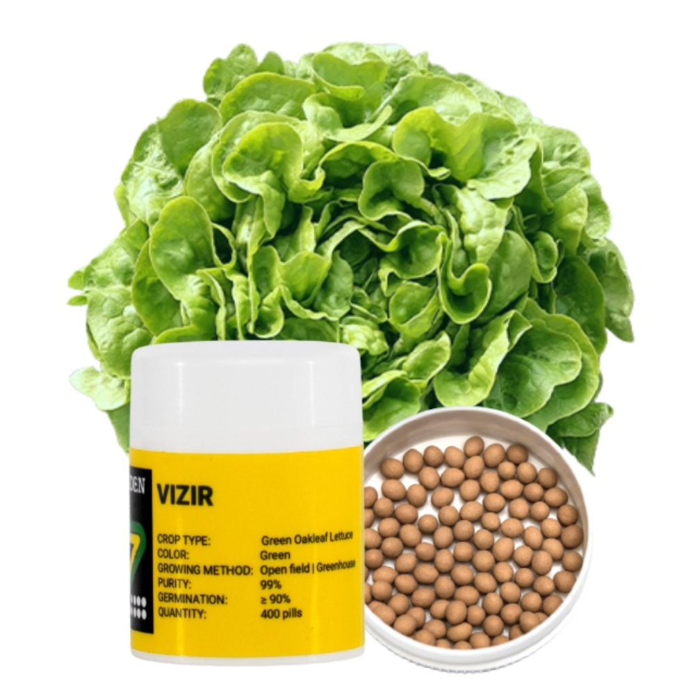 Vizir by Enza Zaden|Green Oak Leaf Lettuce Seeds