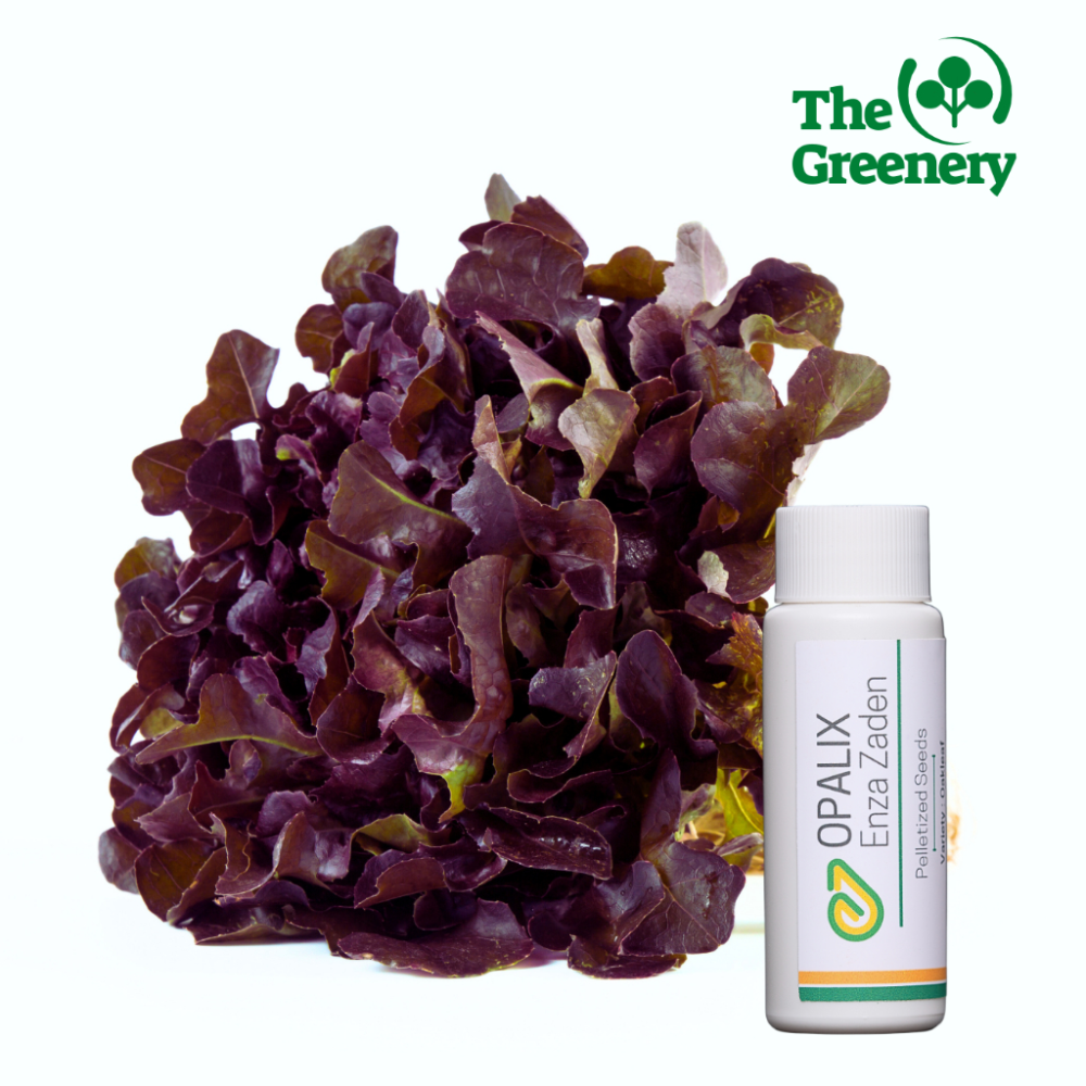 Opalix Red Oak Leaf Lettuce Seeds by Enza Zaden