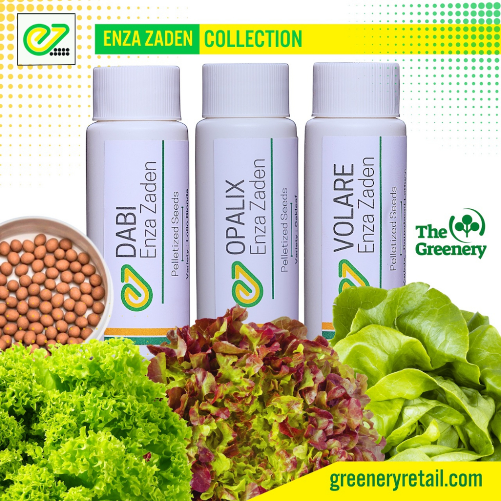 Enza Zaden Collection 3 | Dabi, Opalix and Volare