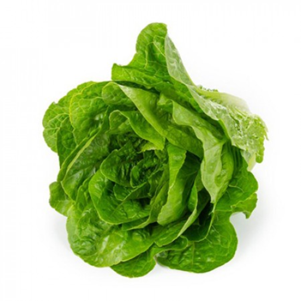 Rincon COS/Romaine Lettuce by Rijk Zwaan|Pelletized Seeds