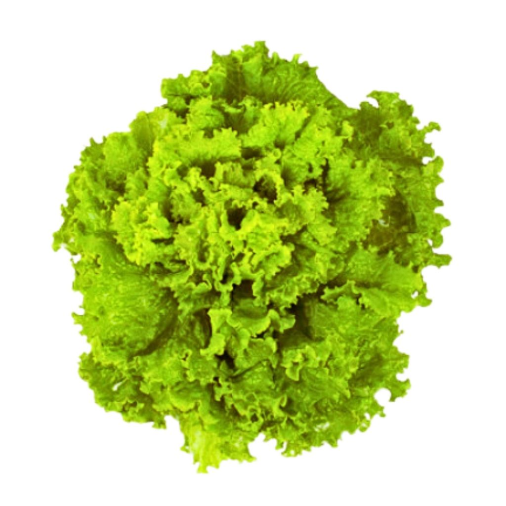 Invicta by Rijk Zwaan|Green Batavia|Pelletized Seeds