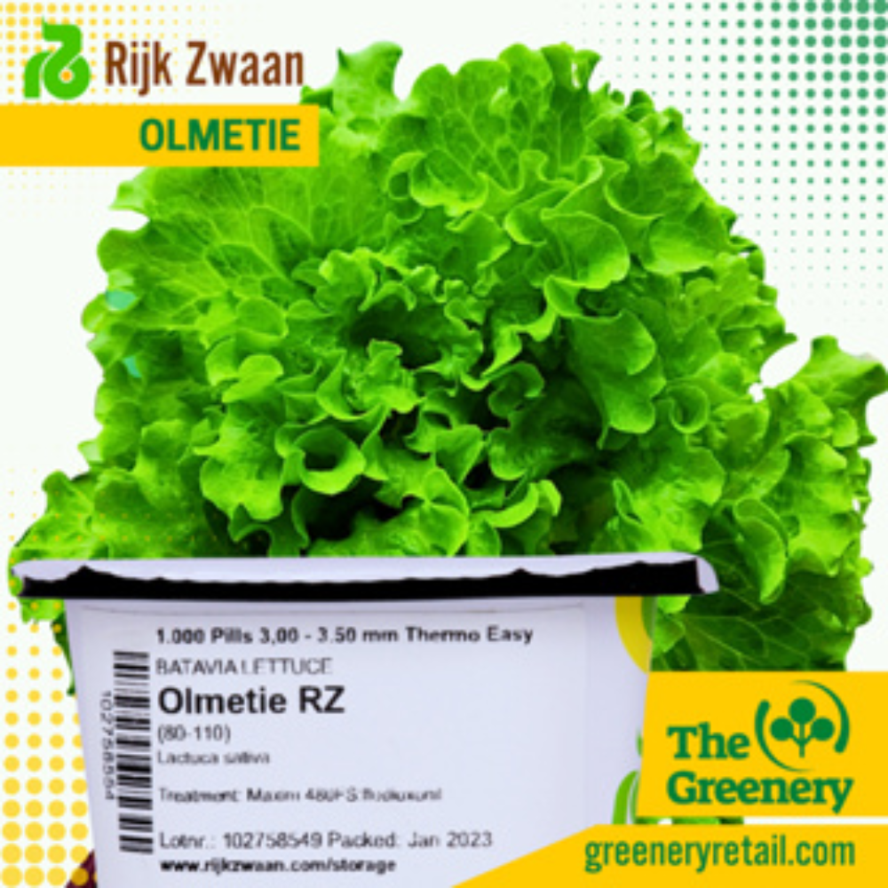 Olmetie by Rijk Zwaan|Upscale Green Batavia Pelletized Seeds