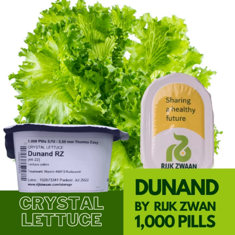 Dunand by Rijk Zwaan|Crystal Lettuce Seeds