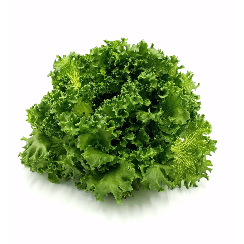 Lalique Crystal Lettuce Seeds | Rijk Zwaan