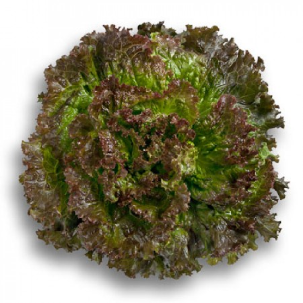 Ruby Sky | by Rijk Zwaan | Pelletized Seeds | Red Batavia
