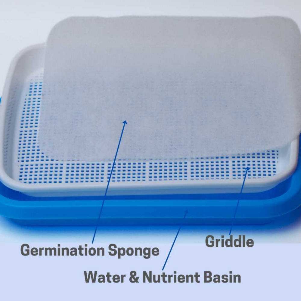 Microgreen Tray (blue)