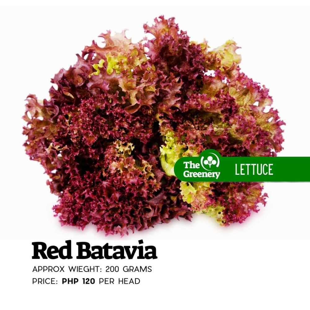 Red Batavia