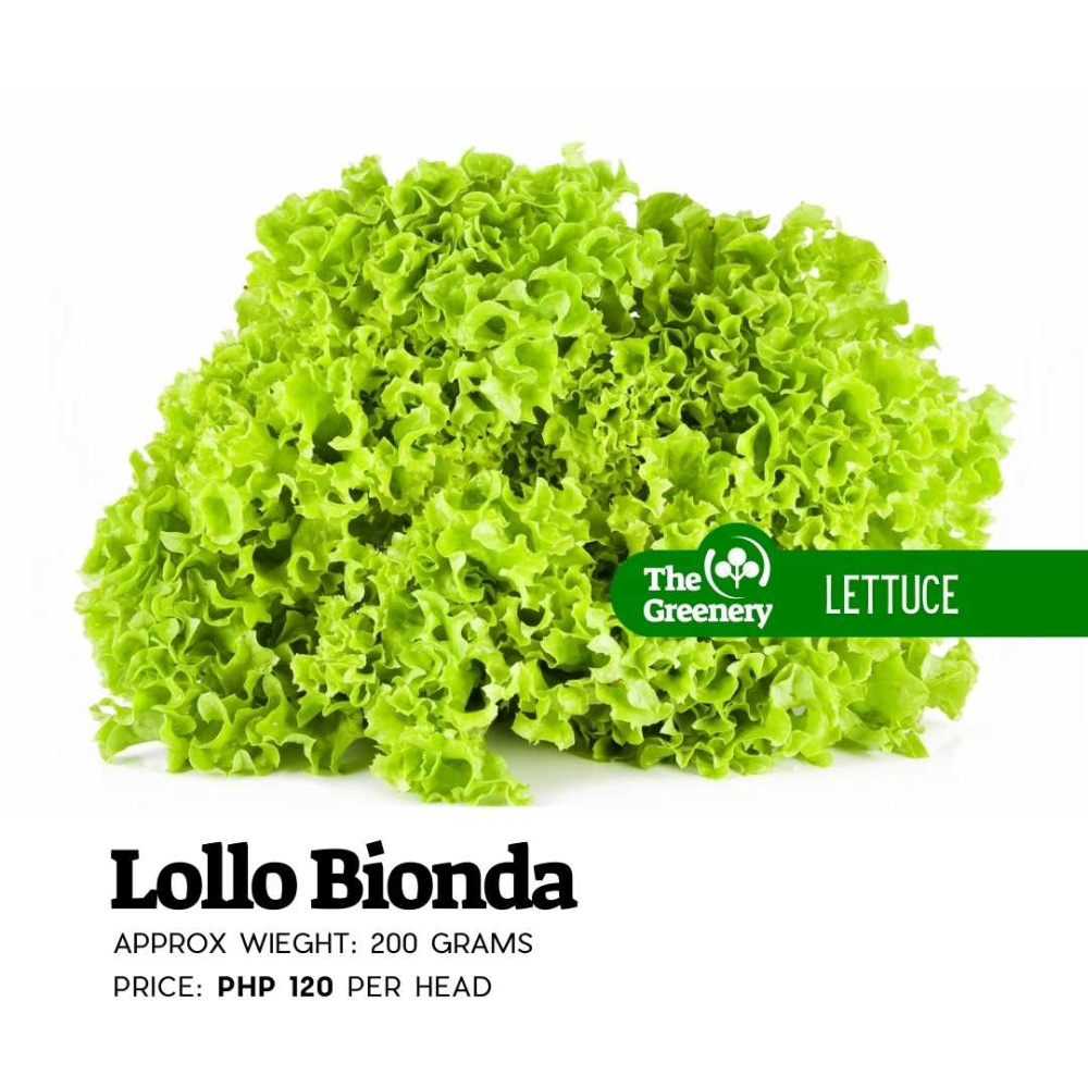 Lollo Bionda