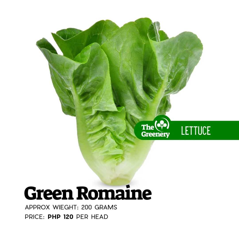Green Romaine