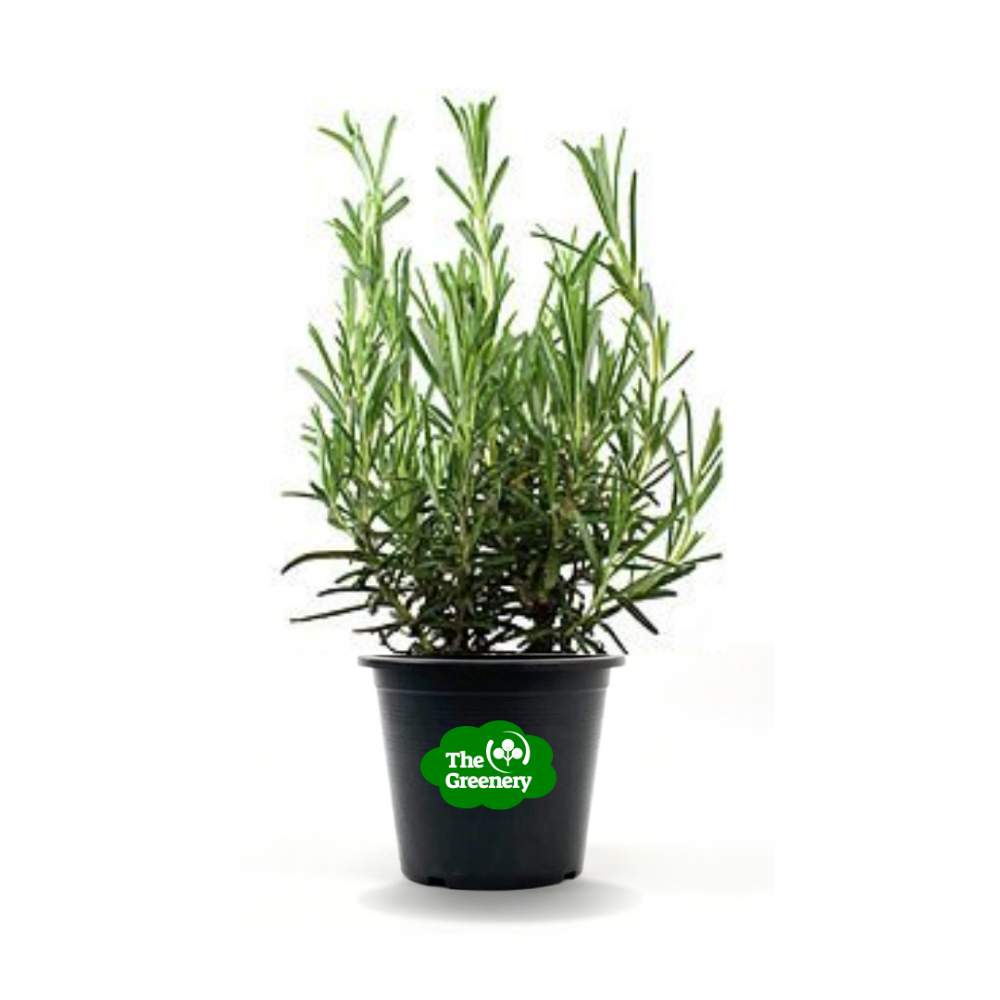 Rosemary