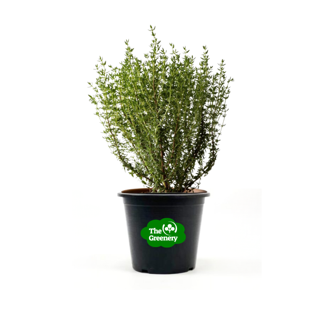 Thyme