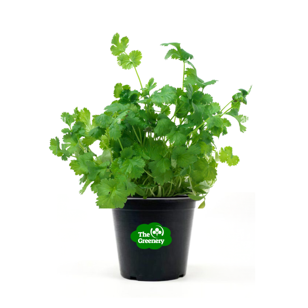 Coriander