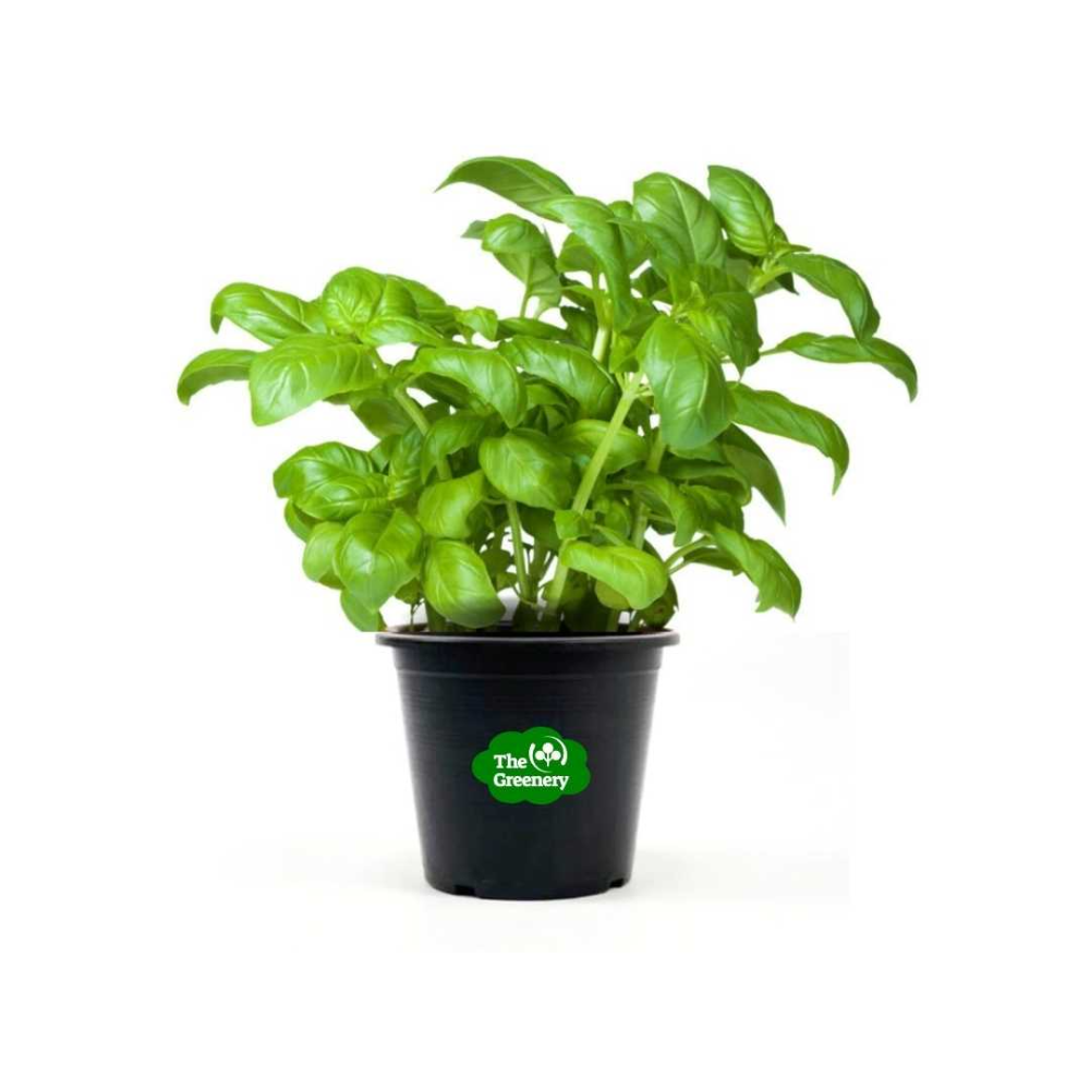 Genovese Basil